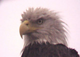 Bald Eagle - Eagle Lake - 2