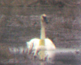 Trumpeter Swan - banded - Tunica Co.