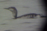 Red-throated Loon -