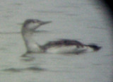 Red-throated Loon -