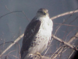 Ferruginous Hawk - MS - 1-1-05 plus TN