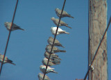 Eurasian Collared-Dove - recessive genes.jpg