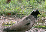 EUCD - partial melanism -5 a -Memphis 2007