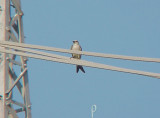 Scissor-t -hybrid -Western female adult No. Memphis - 6-30-07