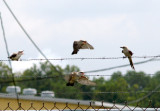 Scissor-tailed Flycatcher fledglings Pres. Is. 7-19-07