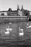 Copenhagen - Swans zoom in for bread crumbs