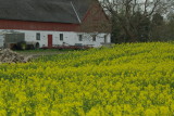 Driving across Denmark