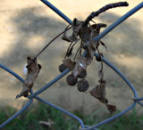 Berries on the fence surrounding Memorial Hall