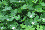 clover_0960.jpg