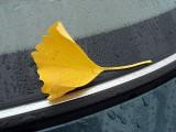 gingko_0823.jpg