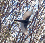 unknown startled bird 0027