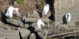 meeting of the snowy egrets 0068