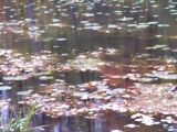 reflections on a leaf covered pond