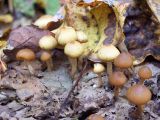 on top of a decaying tree