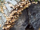 lichen on the bark of a fallen tree