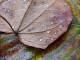 wet leaves