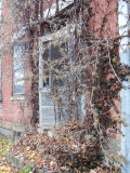 overgrown doorway