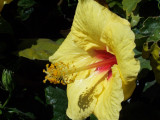 hibiscus