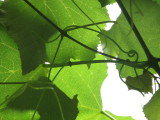 grape leaves