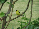 gold finch