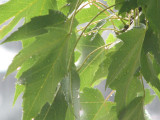 maple leaves in the rain