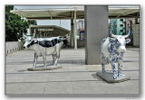 Av. Roma cows