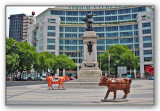 Cows in Dq de Saldanha Sq.