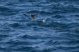 Witless Bay Ecological Reserve, Macareux Moine pict4278.jpg