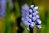Garden Grape Hyacinth