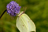 Butterfly Gonepteryx rhamni