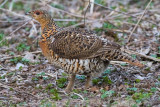 Western Capercaillie (Tetrao urogallus)