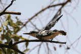 Pied Kingfisher (Ceryle rudis)