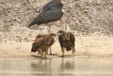 White-backed Vulture (Gyps africanus) and Marabou Stork (Leptotilos crumeniferus)