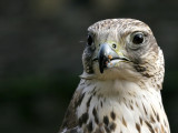 Sakervalk - Falco cherrug - Saker Falcon
