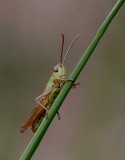 Krasser - Chorthippus parallelus - Meadow Grasshopper