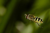 Pyama Zweefvlieg - Episyrphus Balteatus - Marmelade Fly