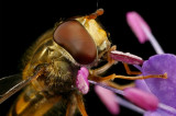 Pyama Zweefvlieg - Episyrphus Balteatus - Marmelade Fly