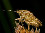 Bessenwants - Dolycoris baccarum - Hairy shieldbug