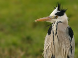 Blauwe Reiger - Ardea cinerea - Grey Heron