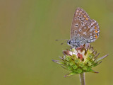 Icarusblauwtje - Polyommatus icarus - Common Blue