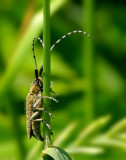 Distelboktor - Agapanthia villosoviri descens - Longhorn Beetle