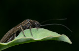 Bruine Gaasvlieg - Hemerobiidae