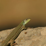 Reuzensmaragdhagedis - Lacerta trilineata - Balkan green lizard