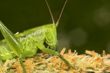 Grote groene sabelsprinkhaan - Tettigonia viridissima - Great Green Bush Cricket