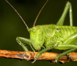 Grote groene sabelsprinkhaan - Tettigonia viridissima - Great Green Bush Cricket