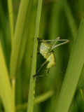 Struik Sprinkhaan - Leptophyes punctatissima - Speckled Bushcricket