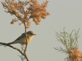 Vale Spotvogel - Hippolais pallida - Olivaceous Warbler