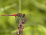 Bloedrode Heidelibel - Sympetrum Sanguineum - Ruddy Darter