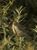 Kleine Spotvogel - Acrocephalus caligatus - Booted Warbler