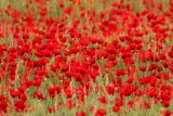 Klaproos - Papaver rhoeas - Poppy